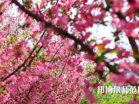 鄭州大學師范學院主校區(qū)2023年報名條件、招生要求、招生對象