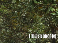湖南師范大學(xué)樹達(dá)學(xué)院2023年學(xué)費(fèi)、收費(fèi)多少